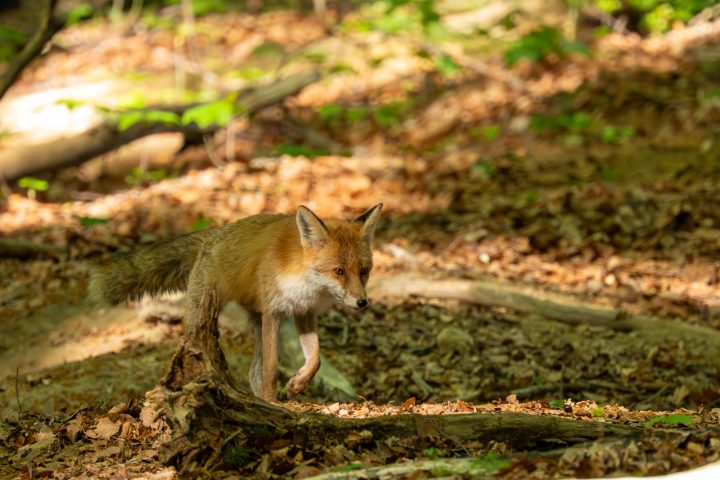 Renard roux sortant du bois (2026)