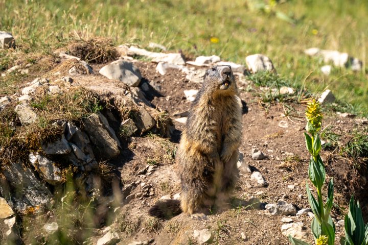 Maman marmotte aux aguets (2026)