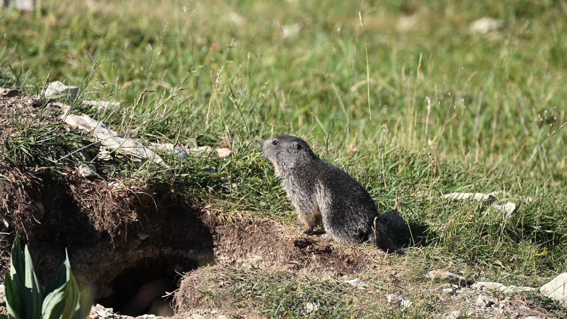 Marmotton à l'heure du p'tit déj. (2026)