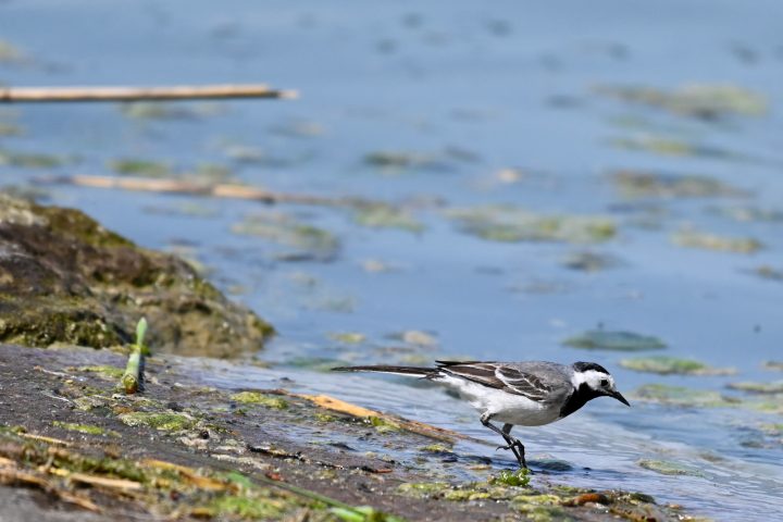 Bergeronnette grise au bord du lac (2025)