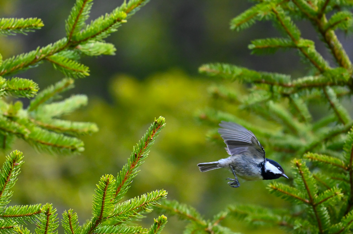 Mésange à tête noire au décollage (2025)