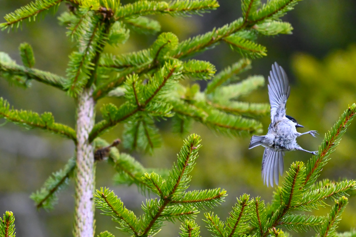 Mésange à tête noire à l'atterrissage (2025)