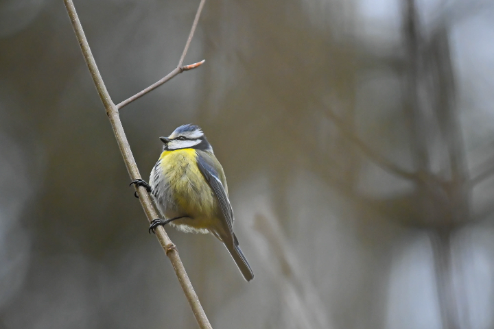 Mésange bleue sur une branche (2025)