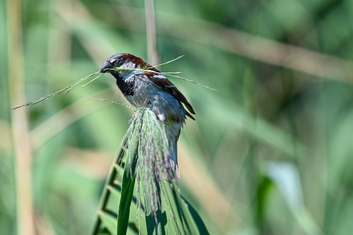 Moineau domestique cherchant du roseau pour le nid (2024)