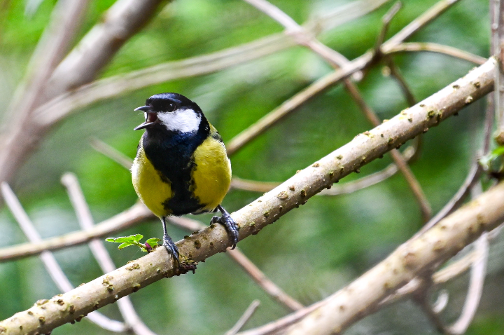 Mésange charbonnière chantant (2024)