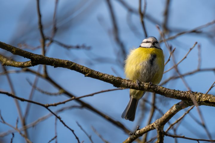 Mésange bleue curieuse (2026)