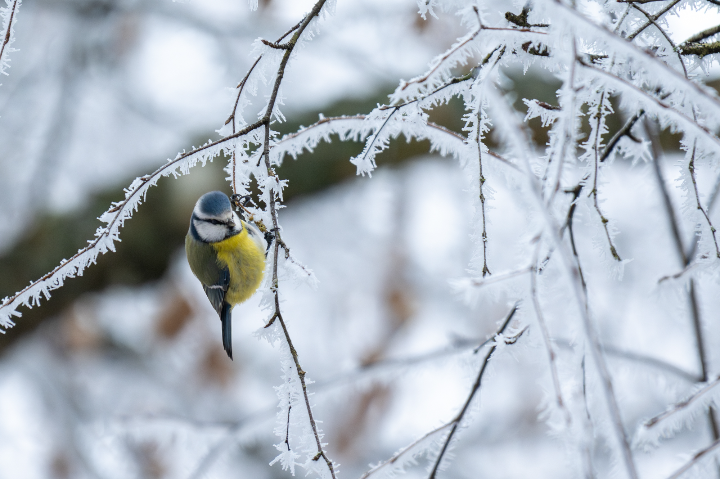 Mésange bleue dans le givre d'hiver (2025)