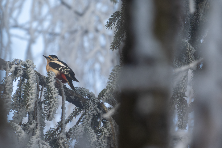 Pic épeiche dans le givre d'hiver (2025)