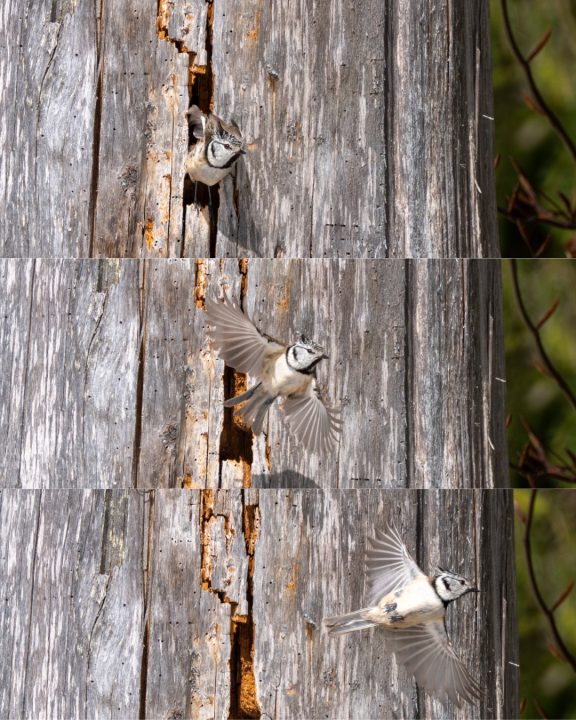 Mésange huppée quittant le nid (2026)