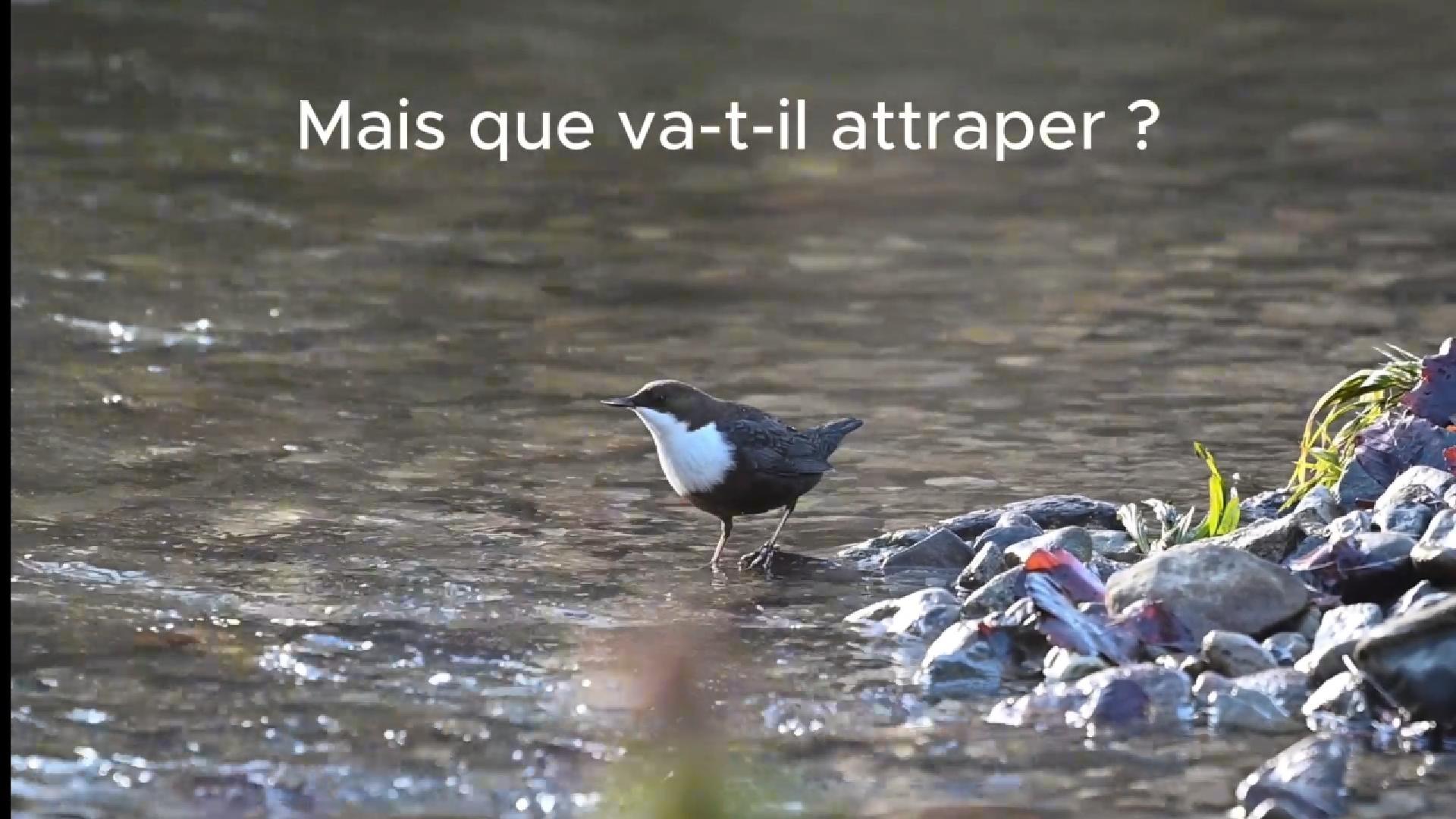Cincle plongeur à la pêche dans le ruisseau