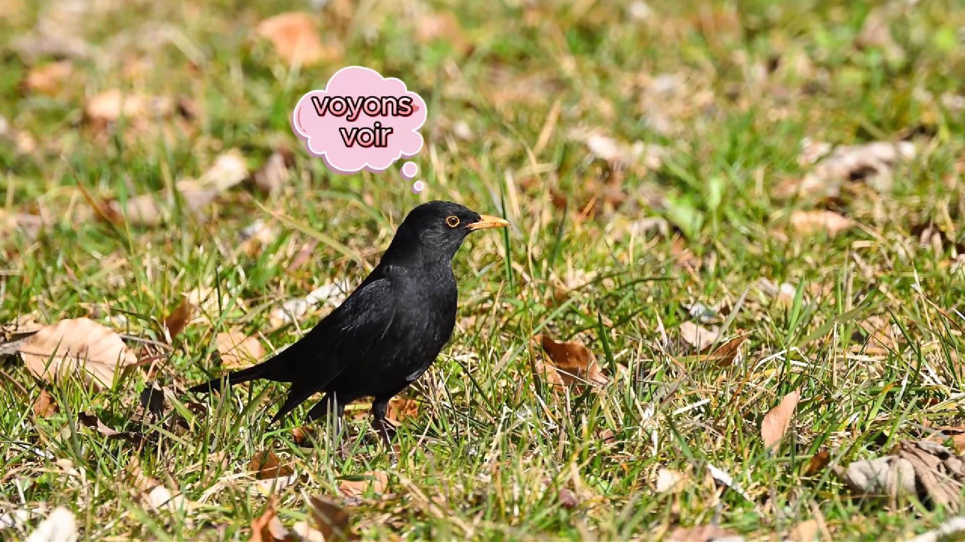 Merle noir mâle à la chasse aux vers (2026)