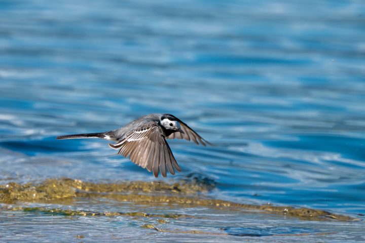 Bergeronnette grise en vol au dessus de l'eau (suite)_2026