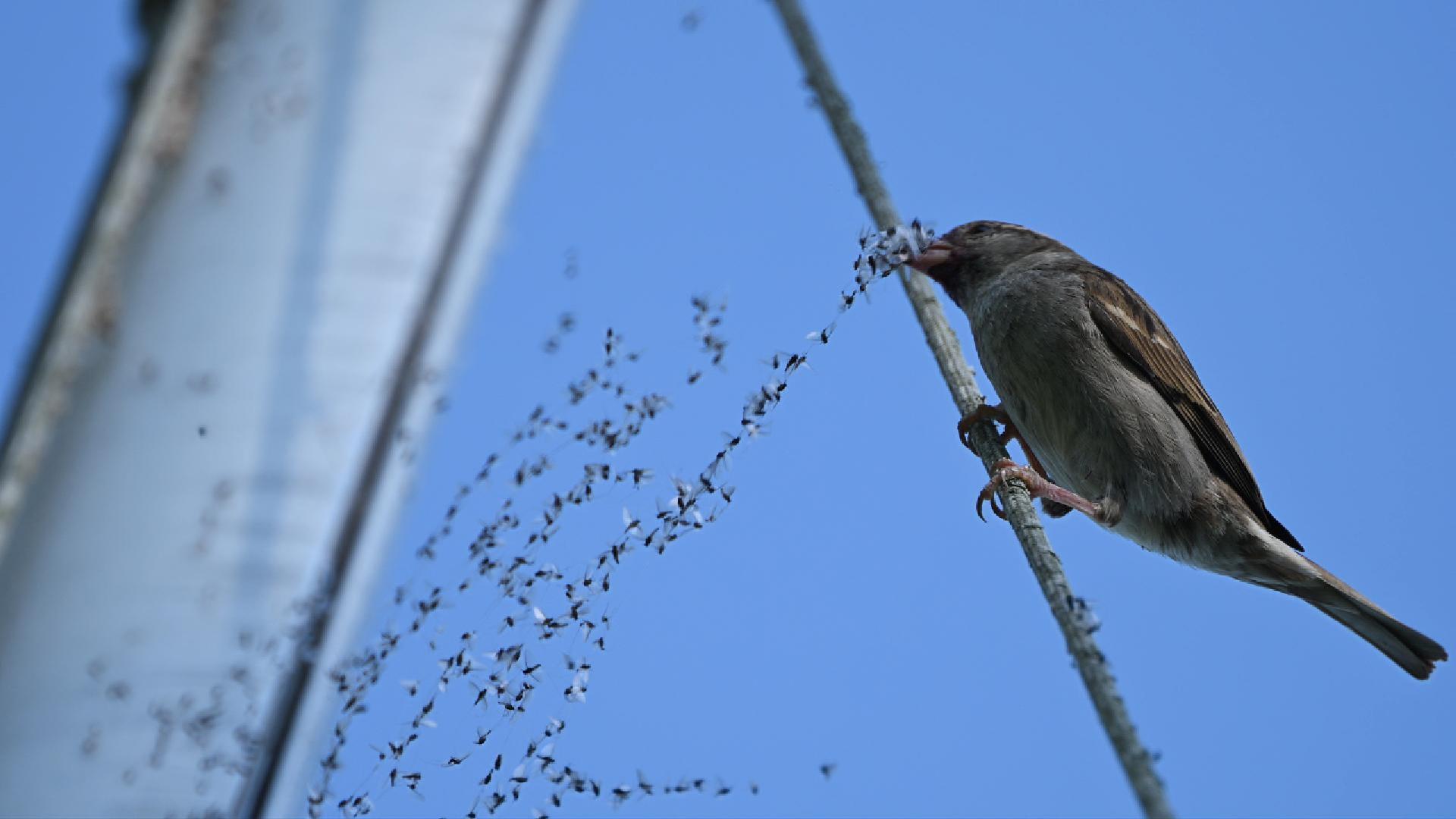 Gueuleton de moucherons pour ce moineau commun (2026)