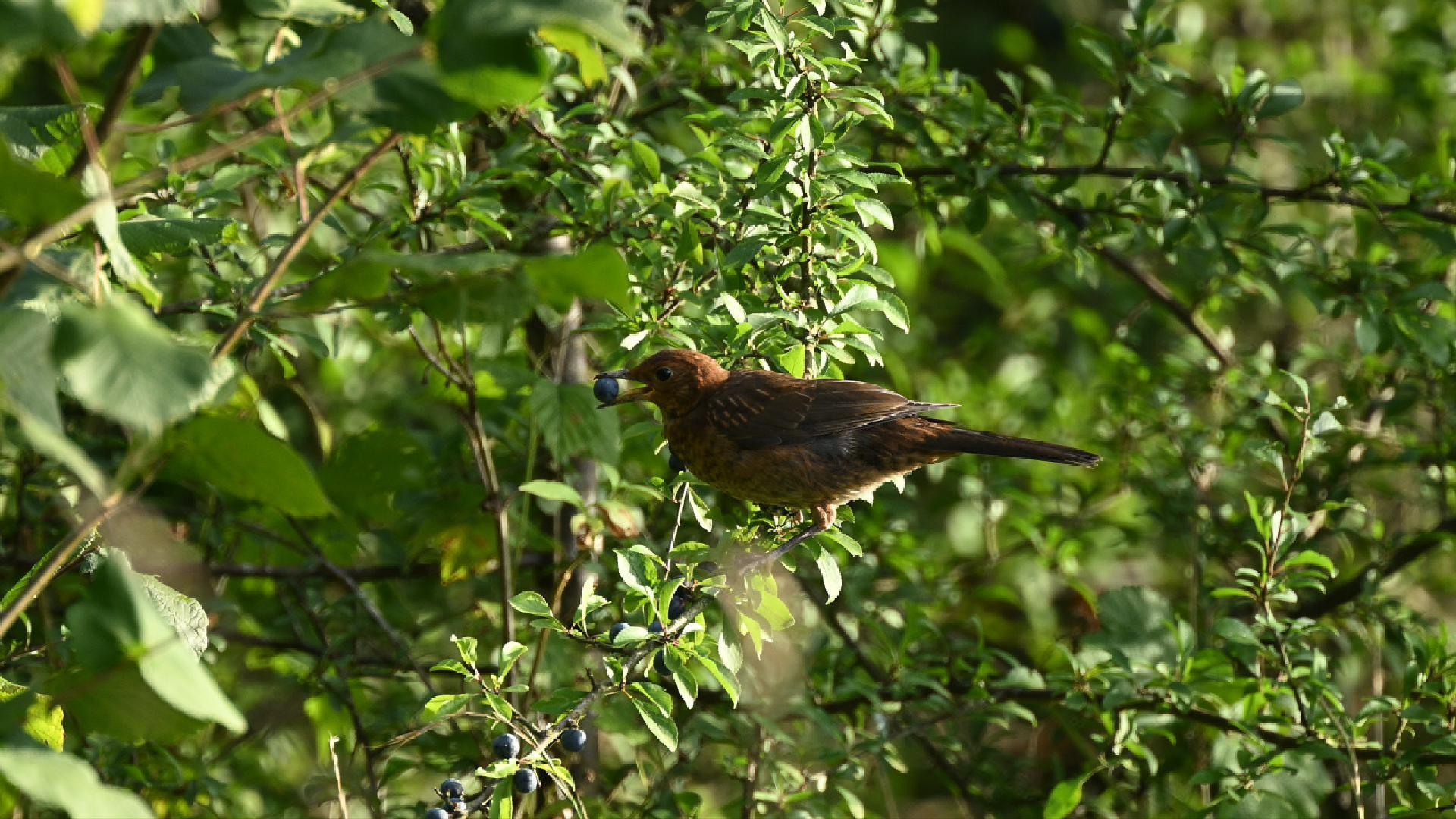 Oiseaux