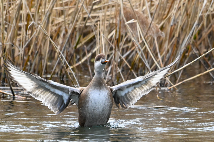 Nette rousse (femelle) battant des ailes (2025)