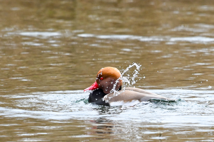 Nette rousse (mâle) prenant son bain (2025)