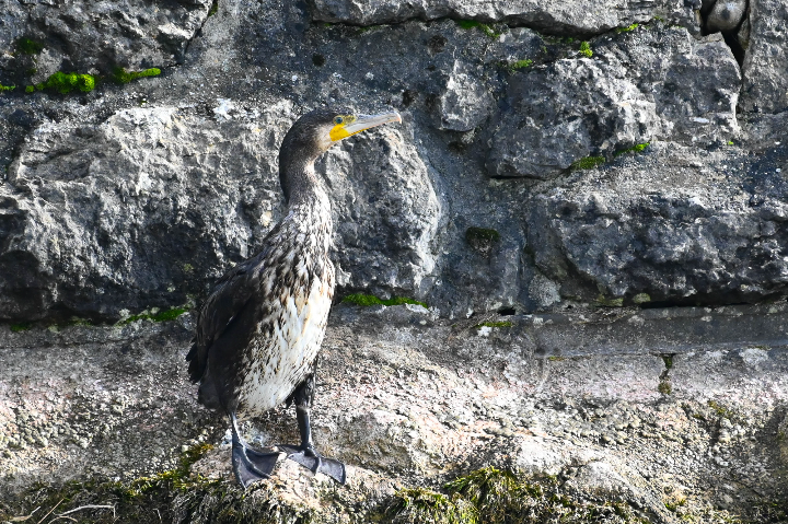 Grand cormoran au bain de soleil (2024)