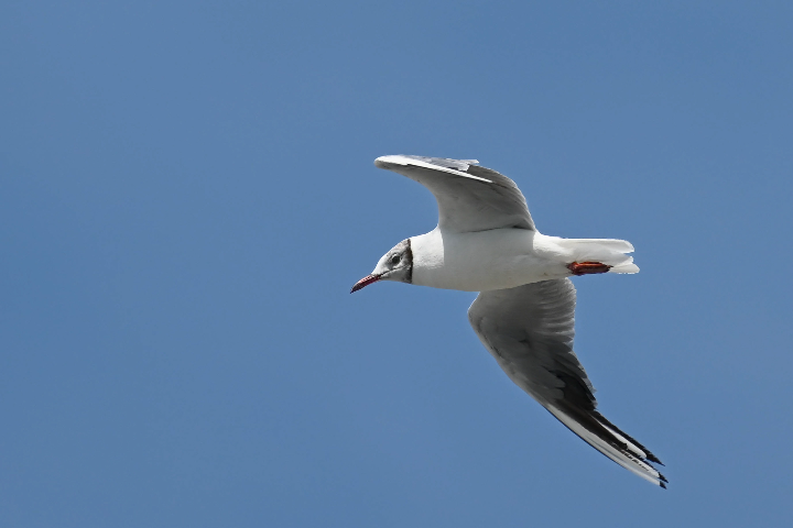 Mouette en vol (2024)