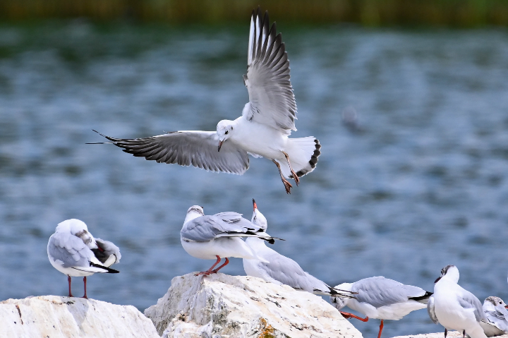 Mouette en phase d'atterrissage (2024)