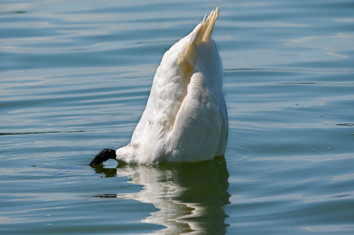 Cygne tuberculé la tête sous l'eau (2024)
