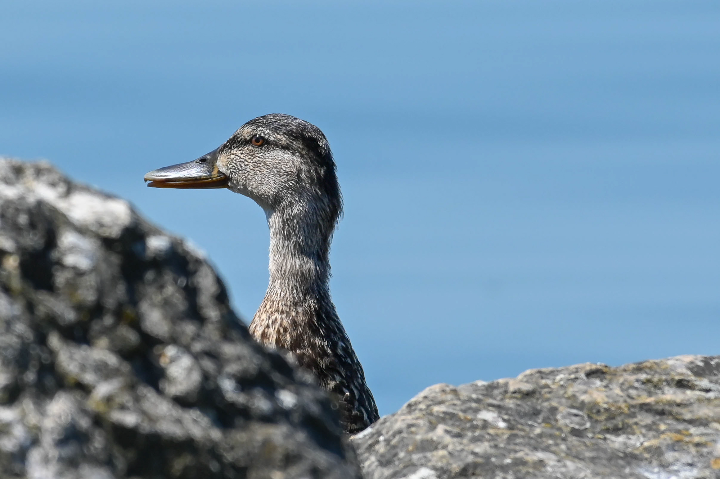 Canard colvert (femelle) aux aguets (2024)