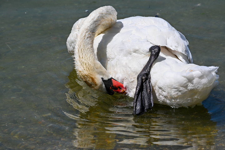 Cygne tuberculé faisant sa toilette (2024)