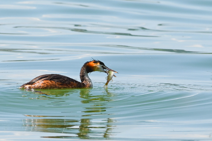 Grèbe huppé à la pêche aux perches (2024)