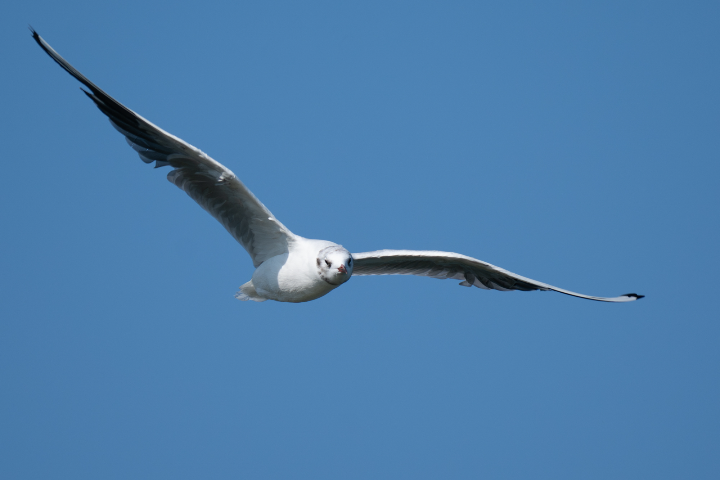 Mouette dans les airs (2025)