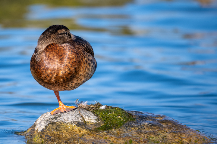 Canard colvert femelle au repos au soleil (2025)