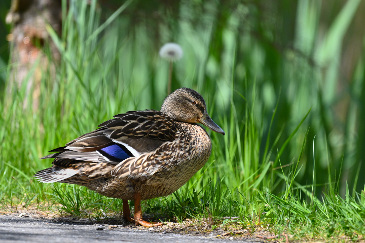 Canard colvert femelle au repos (2025)