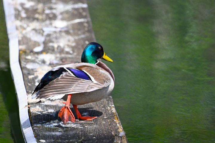 Canard colvert mâle au repos (2025)