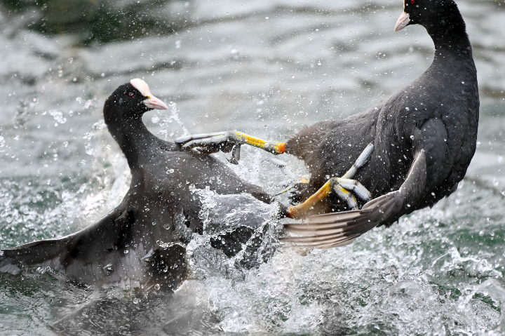Karaté foulques macroules (2025)
