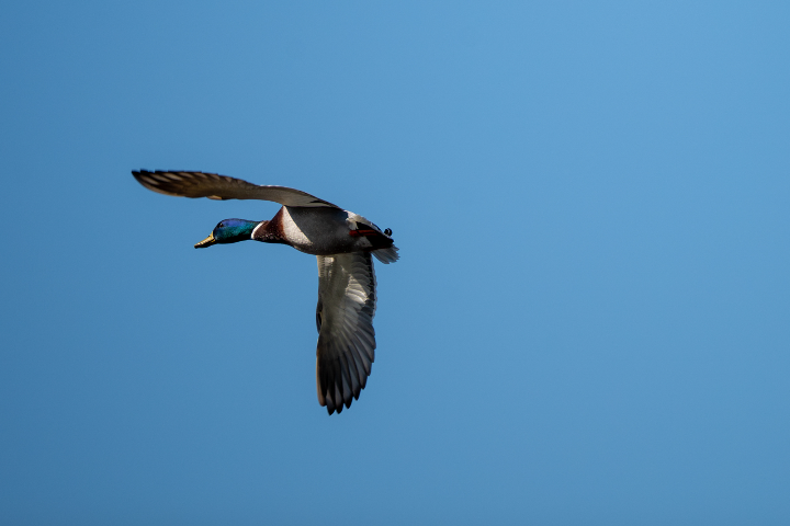 Canard colvert mâle en vol (2026)