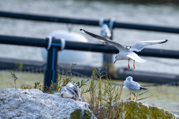 Mouette en atterrissage face au vent (2025)