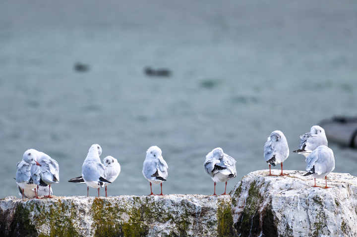 Mouettes au repos (2025)