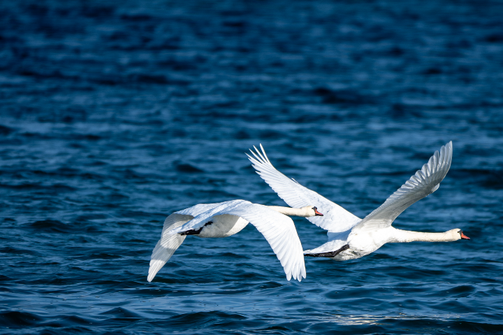 Cygnes tuberculés en vol (2025)