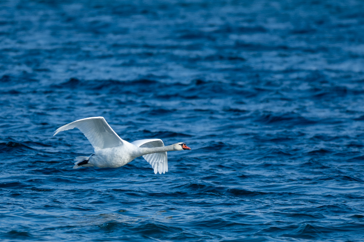 Cygne tuberculé en vol (2025)
