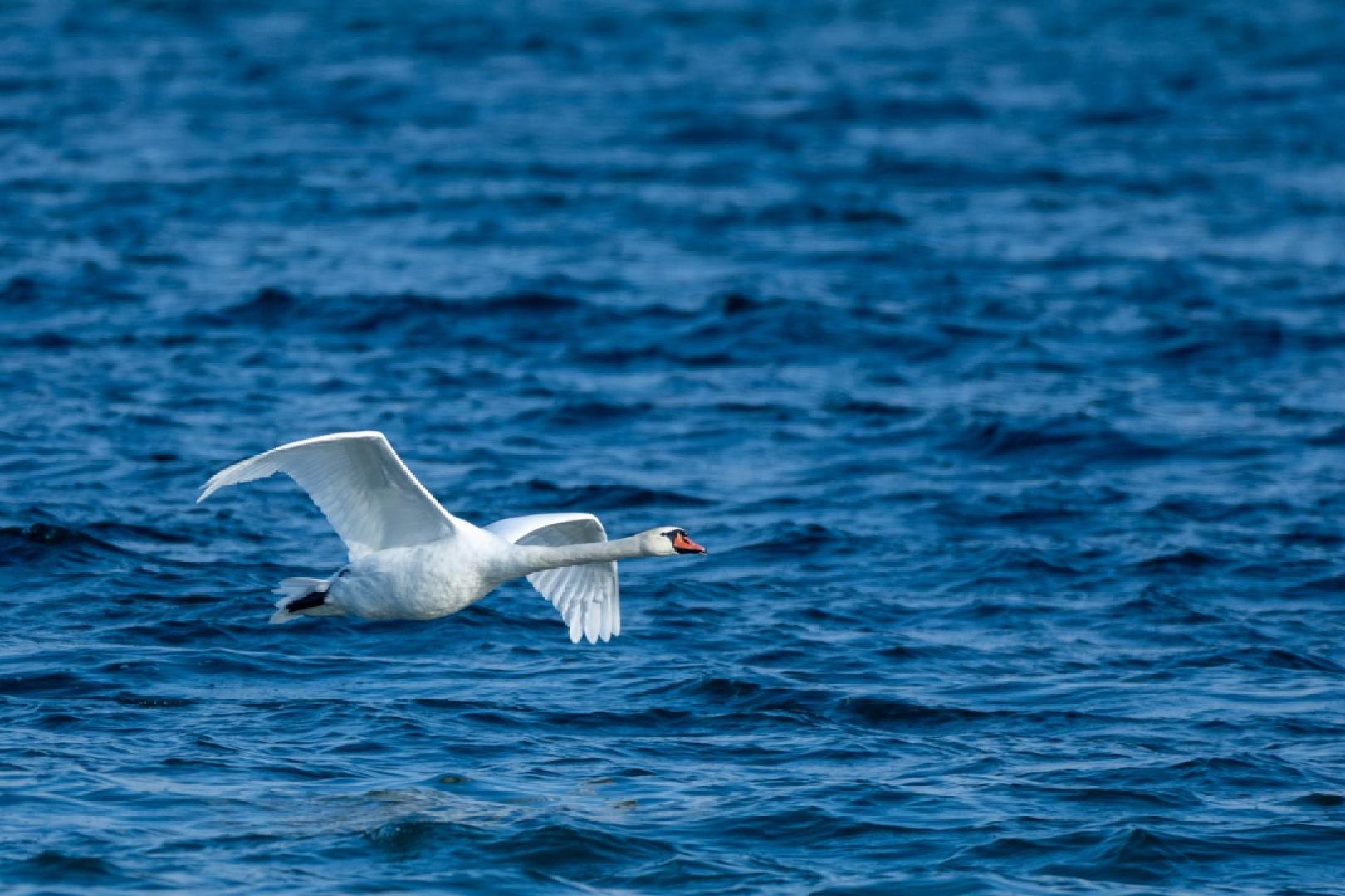 Cygne tuberculé en vol animé (2025)