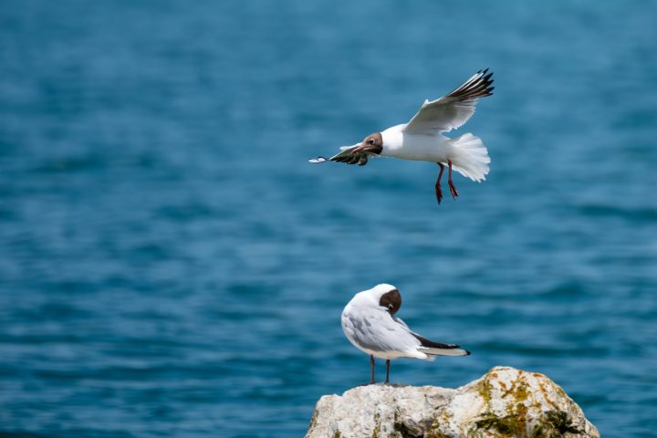 Mouette rieuse en phase d'approche (2026)
