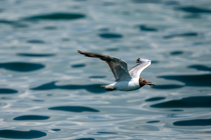 Mouette rieuse avec un poisson dans le bec (2026)