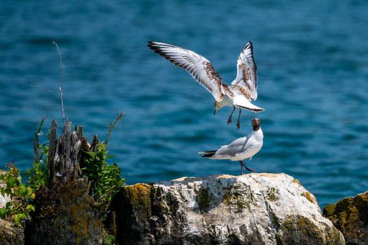 Mouette rieuse juvénile à l'atterrissage (2026)