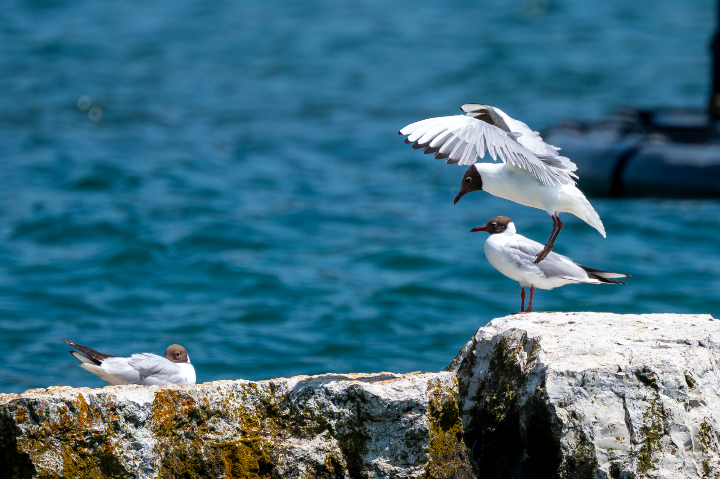 Mouettes rieuses (2026)