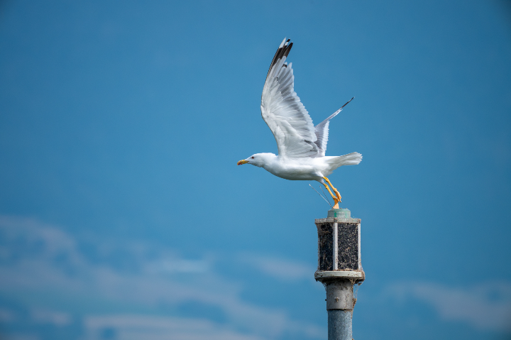 Oiseaux lacustres