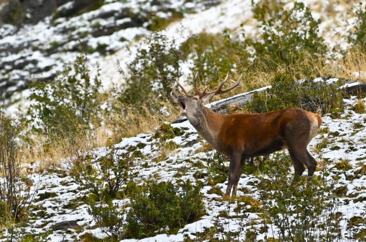 Cerf élaphe en brame (2024)