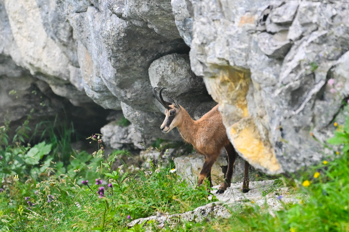 Chamois à la montagne en robe d'été (2024)