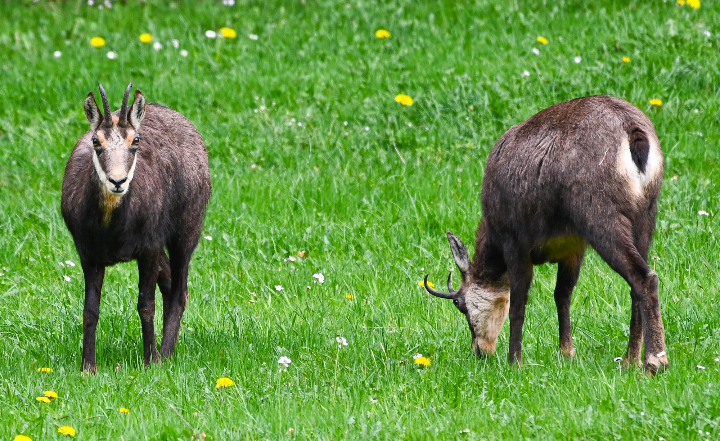 Chamois en plaine en robe d'hiver (2024)