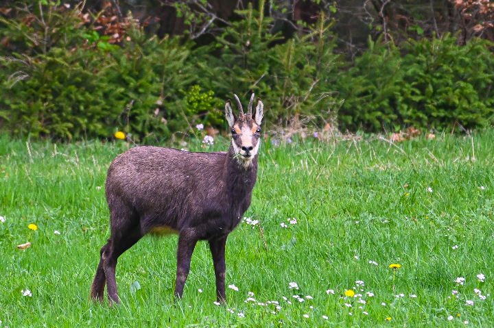 Chamois en plaine au printemps en robe d'hiver (2024)
