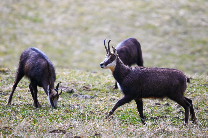 Chamois en sortie printanière (2025)