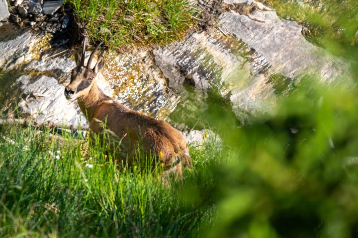 Chamois curieux en robe d'été (2025)