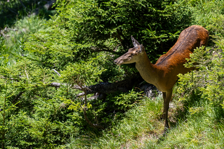 Biche sortie du bois en robe d'été (2025)